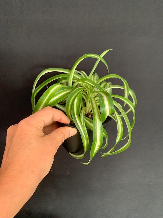 Curly Spider Plant 'Bonnie' for Sale - Unique Air-Purifying Houseplant 4 inch / Grower Pot by Succulents Box