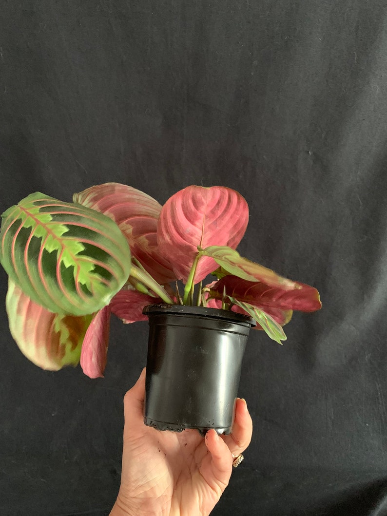 LivingPlantDesigns Prayer Plant Maranta leuconeura - Thumbnail 3