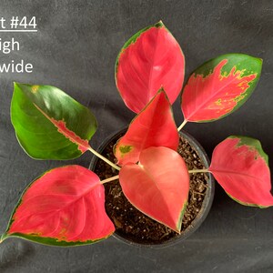 Aglaonema 'red King' in 6 Pot Red Pink Chinese Evergreen Rare Tropical ...