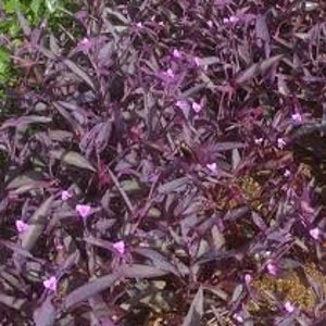 Tradescantia Pallida 'Purpurea' Purple Queen Cuttings | Perennial | Hanging Basket Creeping Live Plant | Ground Cover
