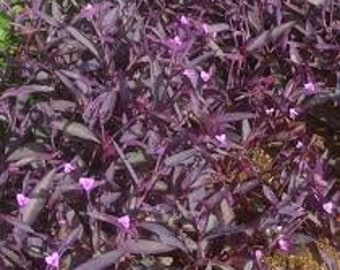Tradescantia Pallida &#39;Purpurea&#39; Purple Queen Cuttings | Perennial | Hanging Basket Creeping Live Plant | Ground Cover