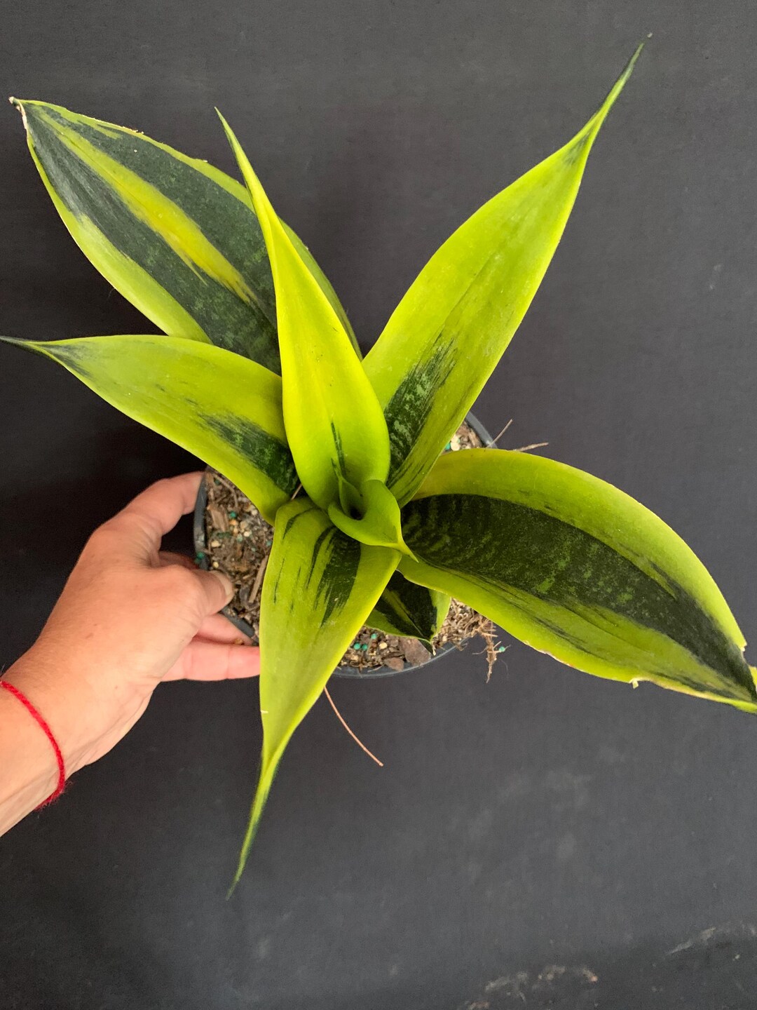 Sansevieria Golden Flame in 6