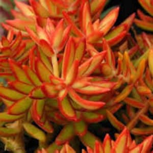 May include: Close-up of a succulent plant with bright green and orange leaves. The leaves are long and narrow, with pointed tips. The plant is growing in a cluster, with the leaves overlapping each other.