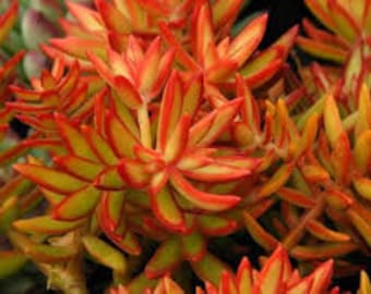 Sedum adolphi &#39;Firestorm&#39; | Nussbaumerianum Golden Sedum | Coppertone Stonecrop | Red Orange Rosette Succulent Plant | Groundcover