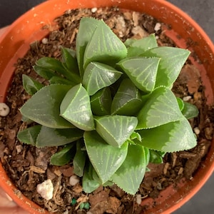 May include: A small green succulent plant with pointed leaves growing in a terracotta pot. The plant is surrounded by brown and white soil.