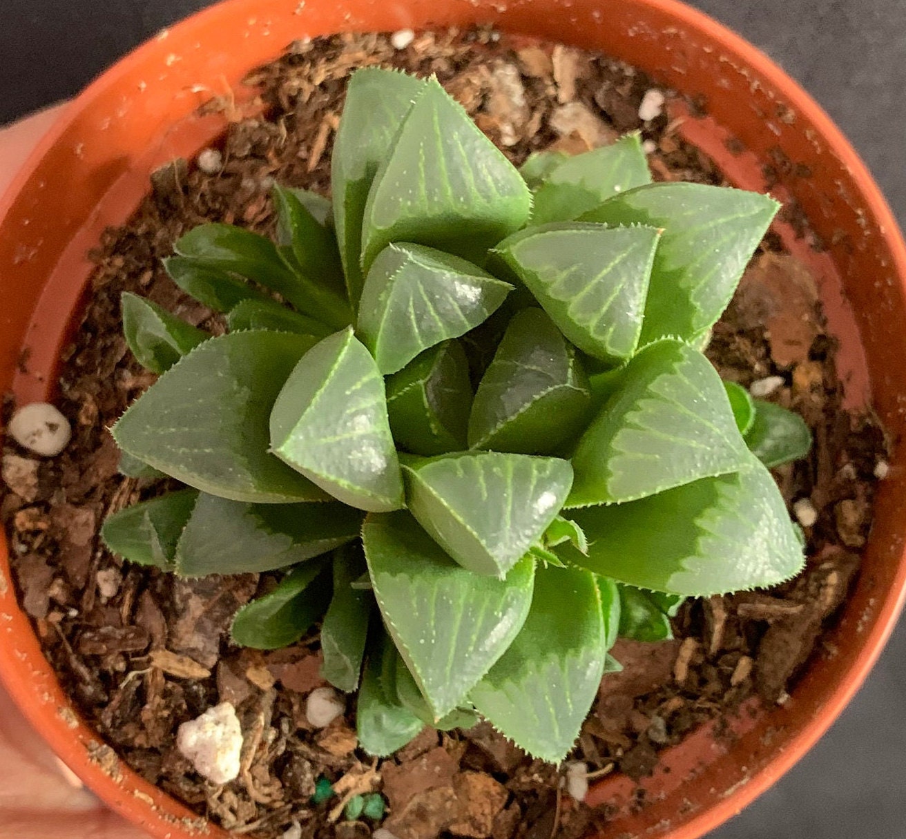 Haworthia Cymbiformis 'cathedral Window' 4