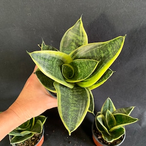 Dwarf Sansevieria Hahnii Golden Star in 4&quot; pot (ships bareroot) | Birds Nest Snake Plant | Easy Care Low light