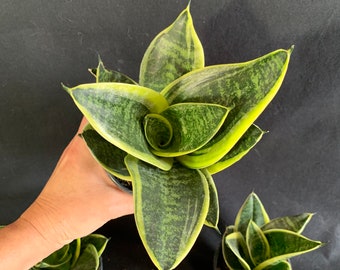 Dwarf Sansevieria Hahnii Golden Star in 4&quot; pot (ships bareroot) | Birds Nest Snake Plant | Easy Care Low light