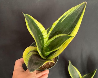 Sansevieria “manny Pacquiao”/ RARE / Unique / Chubby DARK Leaves