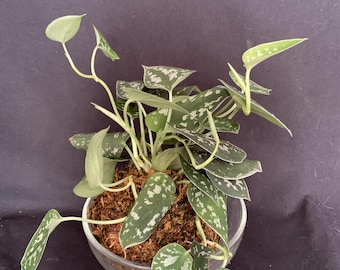 Silver Pothos (Scindapsus pictus) Kokedama Bonsai - Japanese traditional indoor garden technique - Moss Ball - Live Plant