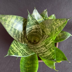 SALE! 2 pack for 12! Dwarf Sansevieria trifasciata Green Hahnii in 4&quot; pot (ships bareroot) | Bird&#39;s Nest Snake Plant | Easy Care Succulent