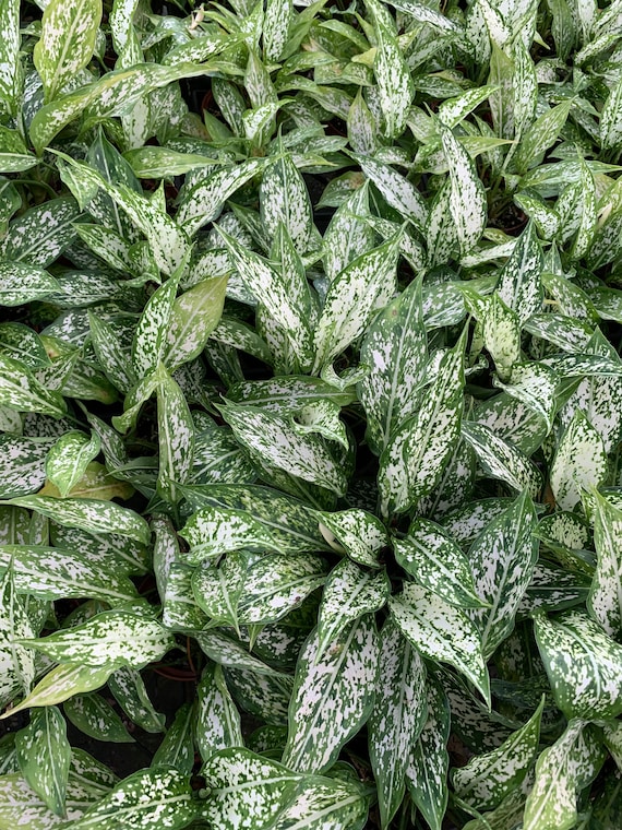 Aglaonema Snow White in 4