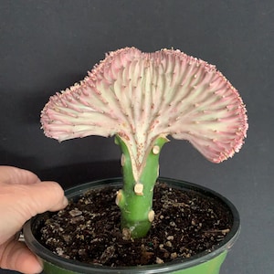 May include: A crested Euphorbia lactea succulent with a fan-shaped, pale pink and white top grafted onto a thick, cylindrical green stem. The plant is potted in a dark green plastic container with a white label featuring the letter C.