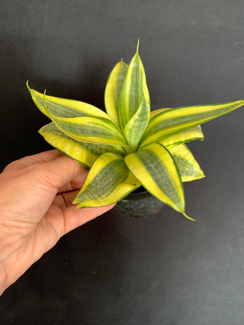 LivingPlantDesigns Sansevieria Trifasciata - Thumbnail 4