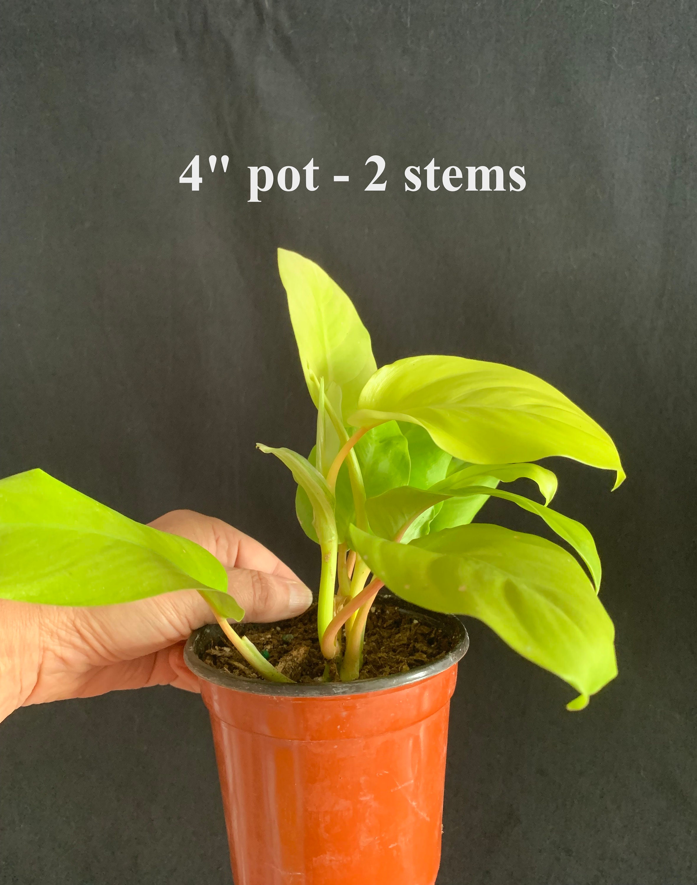 Golden Goddess Philodendron in 4" & 6" Pot (ships Bareroot) = Malay Gold =  Lemon Lime Rare Hybrid | Easy Care Low Light - Etsy