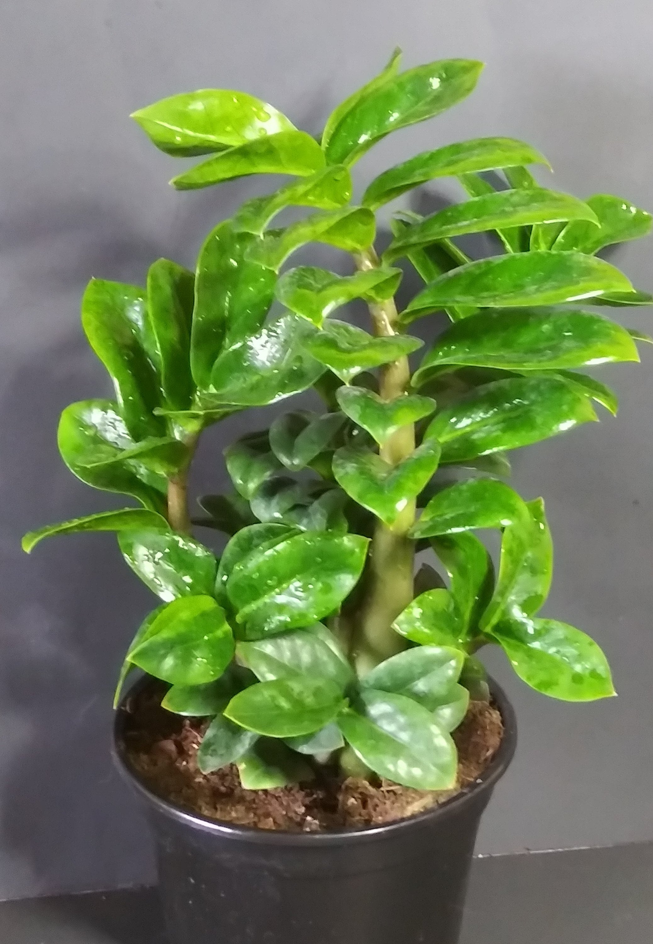 Large Zenzi Curly Dwarf ZZ Plant in 6 pot Etsy