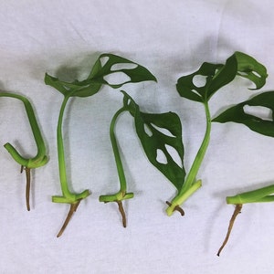 以下が含まれることがあります： 根のついた緑色のモンステラ・アダンソニーの挿し木が5本、植え付けの準備ができています。葉には自然にできた独特の穴の模様があります。