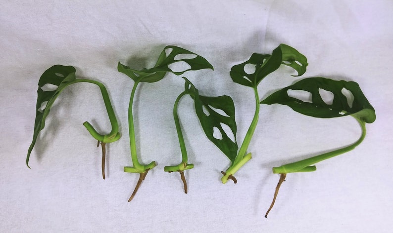 以下が含まれることがあります： 根のついた緑色のモンステラ・アダンソニーの挿し木が5本、植え付けの準備ができています。葉には自然にできた独特の穴の模様があります。