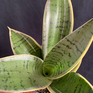 Dwarf Sansevieria Hahnii 'Silver Star'in 4" pot (ships bareroot) | Trifasciata Birds Nest Plant