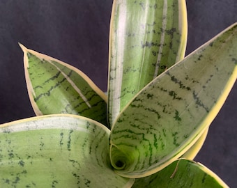 Dwarf Sansevieria Hahnii 'silver Star'in 4