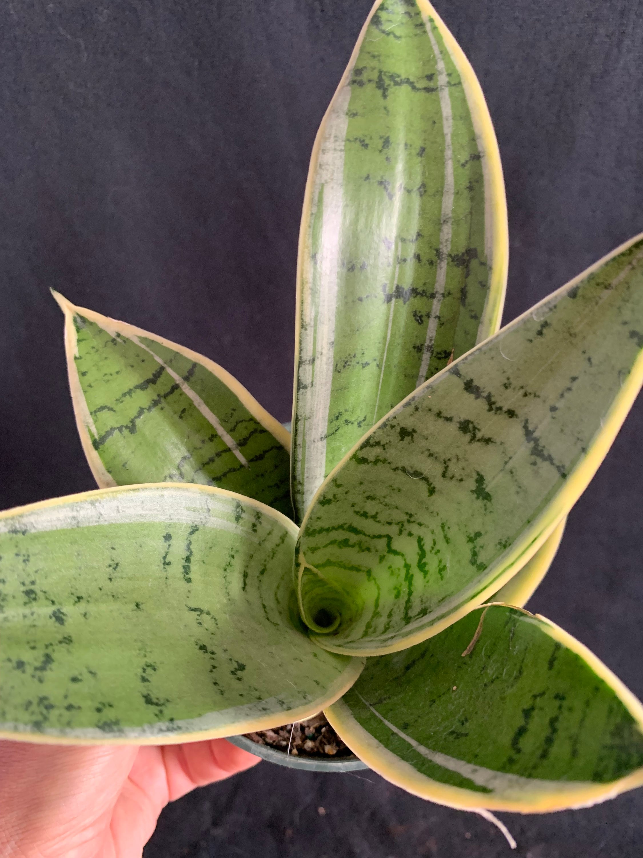 Dwarf Sansevieria Hahnii 'silver Star'in 4 Dwarf Sansevieria Hahnii 'silver Star'in 4