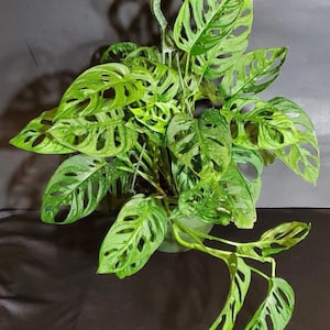 May include: A green Monstera adansonii plant with large, deeply cut leaves in a hanging pot. The plant has a unique, lacy appearance.