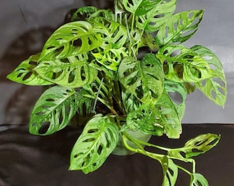 Large Monstera Adansonii in 6" pot (ships bareroot) | Swiss Cheese Vine | Monkey Mask | Trailing Tropical Plant