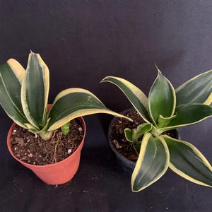 May include: Two potted snake plants with green and yellow variegated leaves. One plant is in a terracotta pot, the other in a black pot. The plants are set against a dark background.