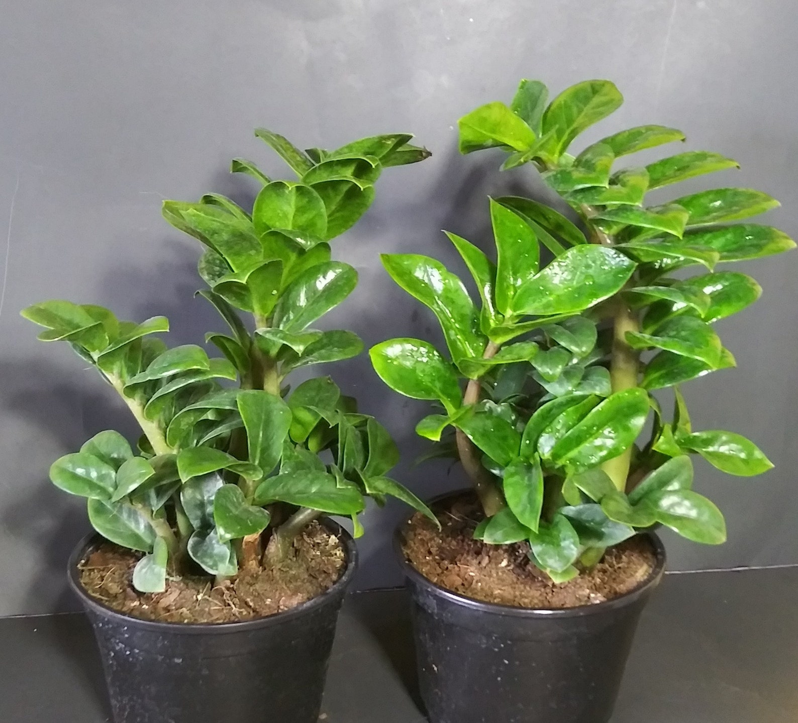 Large Zenzi Curly Dwarf ZZ Plant in 6 Pot Etsy
