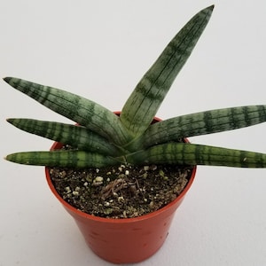 Starfish Sansevieria Cylindrica &#39;Boncel&#39; in 4&quot; pot (ships bareroot) | Snake Plant, Rare Succulent