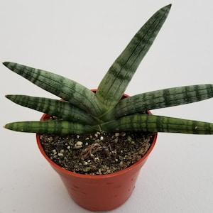 Starfish Sansevieria Cylindrica 'Boncel' in 4" pot | Snake Plant, Rare Succulent