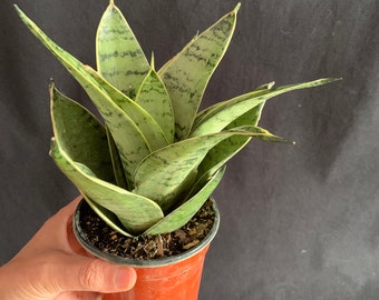 full grown mermaid tail succulent Euphorbia Lactea Crested 'Mermaid Tail' 'Coral Cactus' main image 0