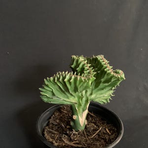 May include: A crested Euphorbia lactea cactus with a fan-shaped, wavy green structure featuring reddish-brown edges. The plant is rooted in dark soil within a black plastic nursery pot that has a small white sticker with the letter G on the side.