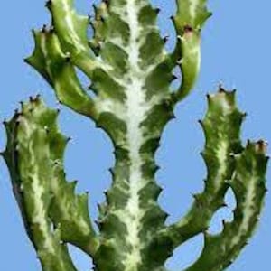 May include: A green and white succulent plant with a unique branching pattern and sharp spines.