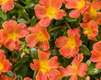 Orange Flower Portulaca umbraticola 'Mojave Tangerine' in 4" pot (ships bareroot) | Purslane Vine Hanging Basket Trailing Succulent Plant