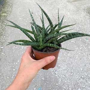 Sansevieria Fernwood Mikado in 4&quot; pot (ships bareroot) | Snake Plant | Mother-in-Law&#39;s Tongue | Easy Care Shade Tolerant  Air Purifier