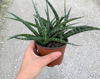 Sansevieria Fernwood Mikado in 4" pot (ships bareroot) | Snake Plant | Mother-in-Law's Tongue | Easy Care Shade Tolerant  Air Purifier