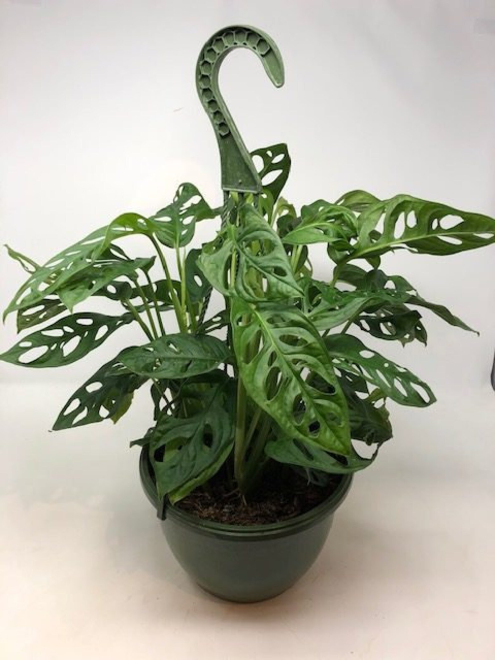 Swiss Cheese Plant Vine Monstera adansonii in 8 Etsy