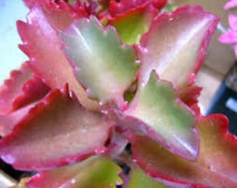 Kalanchoe Sexangularis 2" and 3.5" pot live succulent plant - Red Kalanchoe