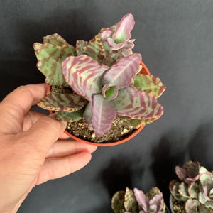 Tiger Kalanchoe Humilis &quot;Desert Surprise&quot; in 4&quot; pot (ships bareroot) | Purple Variegated Exotic Rare Succulent | Easy Care