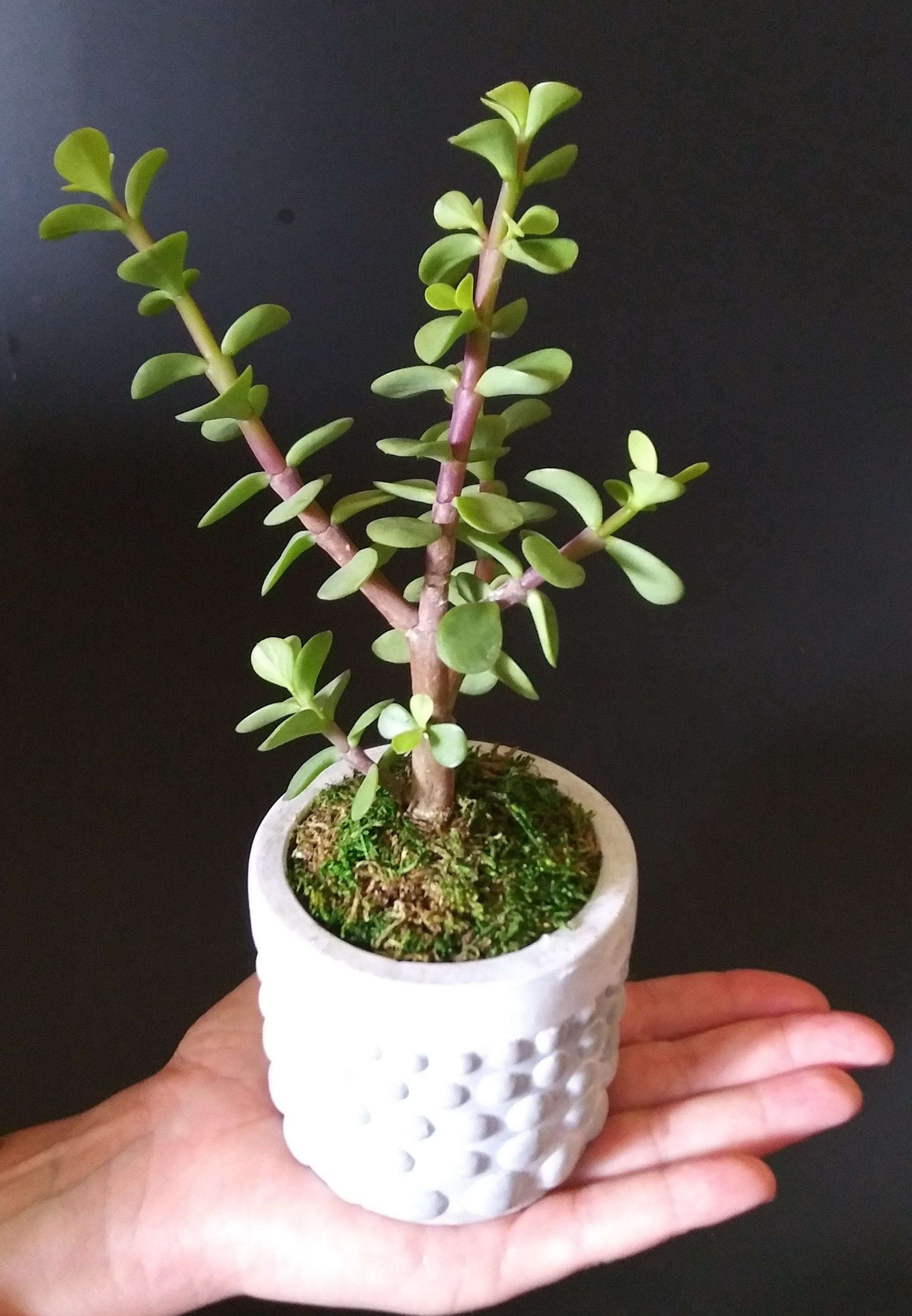 Tea Cup Bonsai Miniature / Mini Jade Tree Bonsai Etsy