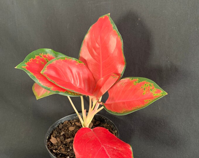 Aglaonema 'red King' in 6 Pot Red Pink Chinese - Etsy