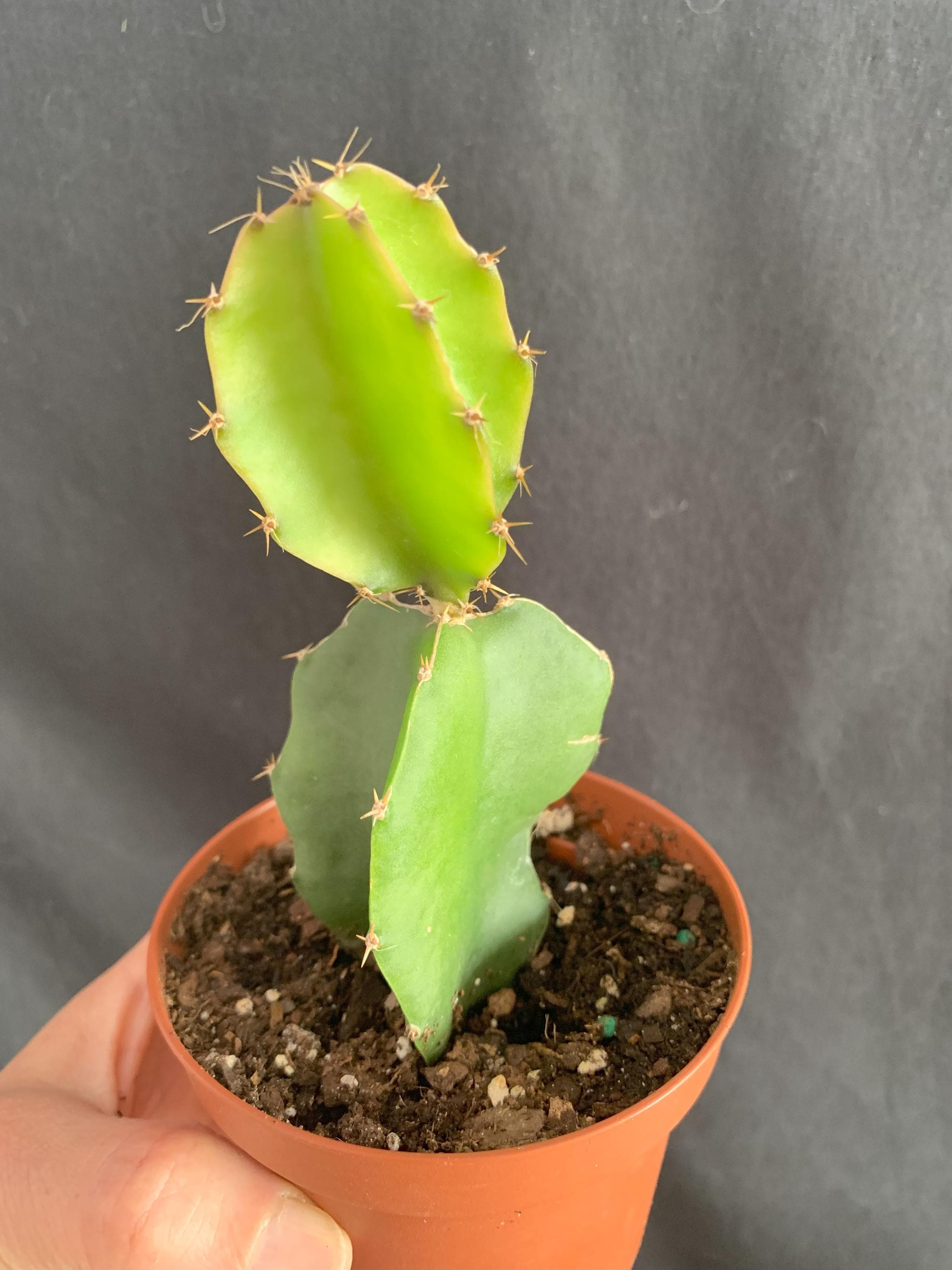 Young Dragon Fruit Cactus in 4" Pot (ships Bareroot) | Hylocereus Undatus  Pitaya Strawberry Pear Plant | Fruiting Plant Easy Care - Etsy
