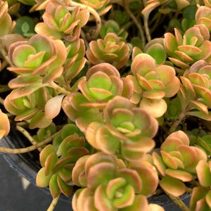 May include: Close-up of a succulent plant with small, rounded leaves. The leaves transition from green in the center to a warm, reddish-brown at the edges. The plant has a dense, compact growth pattern, with multiple stems visible.