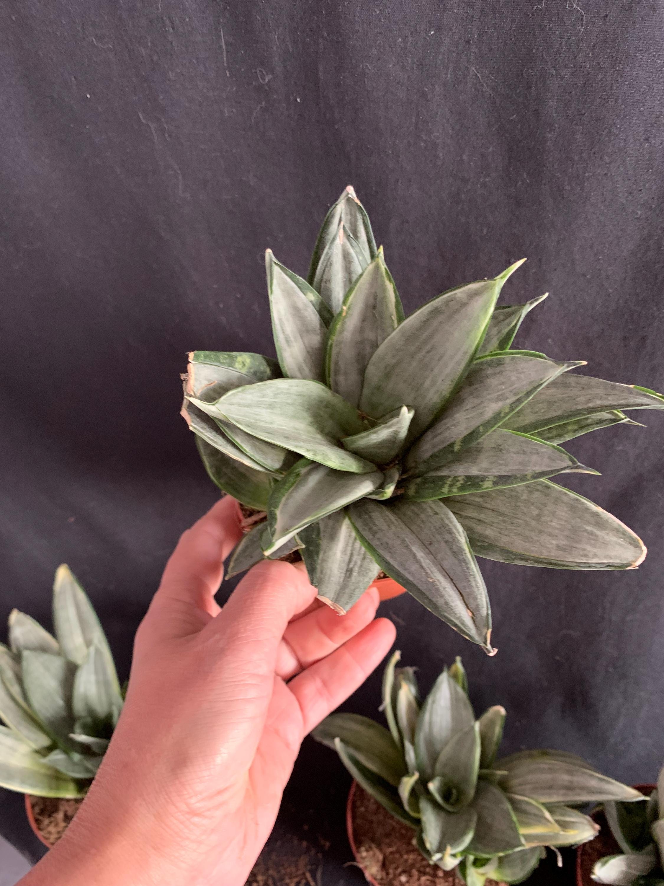 Snow White Sansevieria - Etsy