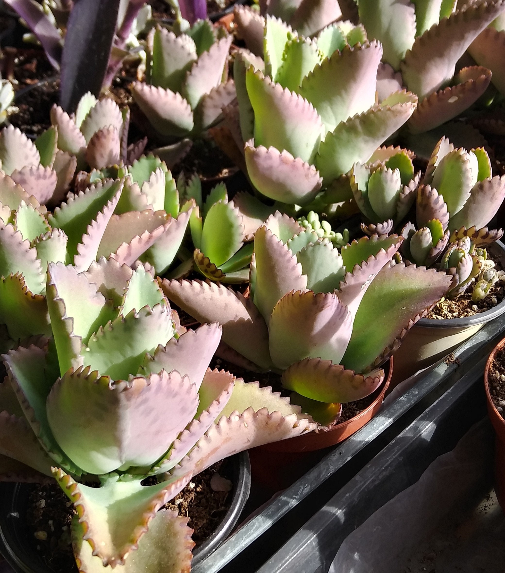 Kalanchoe