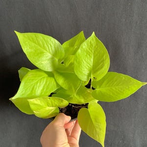 May include: A potted plant with bright yellow leaves. The plant is in a black pot and is being held by a hand.