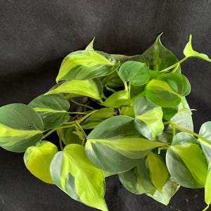 black spot on snake plant Snake Plant Sansevieria Black Gold Superba - Low Light Houseplant