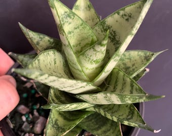 Sansevieria Sinus-simiorum CG09 (p) | Rare Plants - Etsy