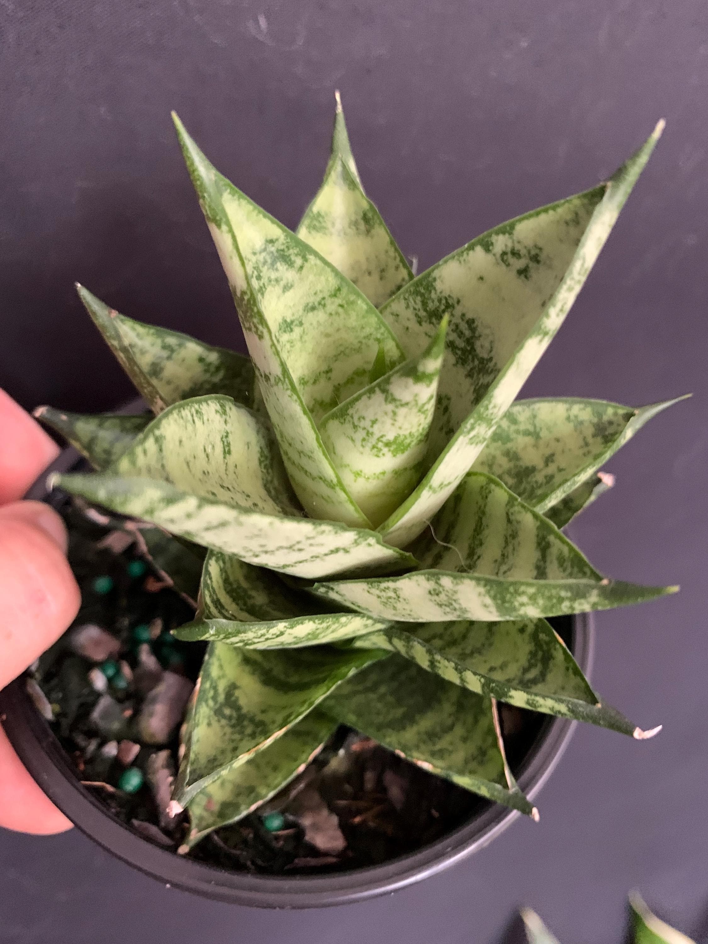 Samurai Dwarf Variegated Sansevieria Ehrenberghii in 4